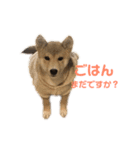 柴犬こまさんスタンプ（個別スタンプ：1）
