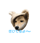 柴犬こまさんスタンプ（個別スタンプ：2）