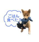 柴犬こまさんスタンプ（個別スタンプ：3）
