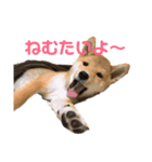 柴犬こまさんスタンプ（個別スタンプ：4）