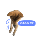 柴犬こまさんスタンプ（個別スタンプ：5）