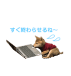 柴犬こまさんスタンプ（個別スタンプ：6）