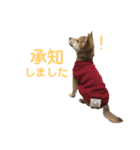 柴犬こまさんスタンプ（個別スタンプ：8）