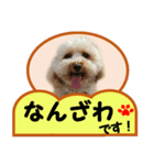 犬の毎日8（個別スタンプ：1）