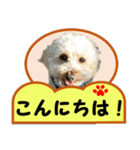 犬の毎日8（個別スタンプ：3）