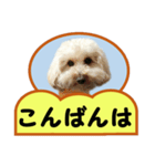 犬の毎日8（個別スタンプ：5）