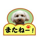 犬の毎日8（個別スタンプ：6）