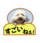 犬の毎日8（個別スタンプ：7）