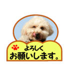 犬の毎日8（個別スタンプ：8）