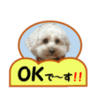 犬の毎日8（個別スタンプ：9）