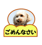 犬の毎日8（個別スタンプ：11）