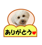 犬の毎日8（個別スタンプ：12）