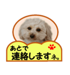 犬の毎日8（個別スタンプ：14）