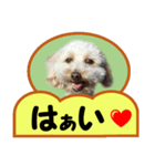 犬の毎日8（個別スタンプ：15）