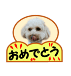 犬の毎日8（個別スタンプ：16）