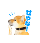 「こてつ」0歳（個別スタンプ：1）