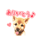 「こてつ」0歳（個別スタンプ：3）