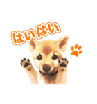 「こてつ」0歳（個別スタンプ：4）