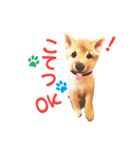 「こてつ」0歳（個別スタンプ：5）