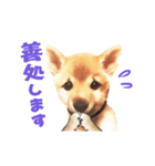「こてつ」0歳（個別スタンプ：6）