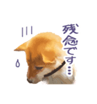 「こてつ」0歳（個別スタンプ：8）