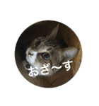 西川家のペット（個別スタンプ：1）