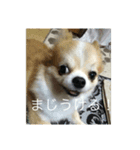 西川家のペット（個別スタンプ：2）