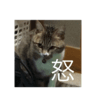 西川家のペット（個別スタンプ：4）
