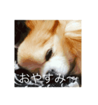西川家のペット（個別スタンプ：5）