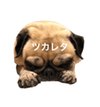 パグのジンモモ（個別スタンプ：7）