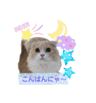 みよん家のわんこ＆にゃんこ 日常会話（個別スタンプ：3）