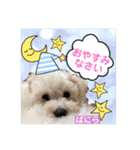 みよん家のわんこ＆にゃんこ 日常会話（個別スタンプ：4）