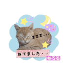 みよん家のわんこ＆にゃんこ 日常会話（個別スタンプ：5）