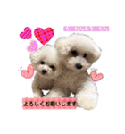 みよん家のわんこ＆にゃんこ 日常会話（個別スタンプ：9）
