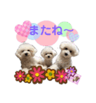 みよん家のわんこ＆にゃんこ 日常会話（個別スタンプ：10）