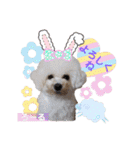 みよん家のわんこ＆にゃんこ 日常会話（個別スタンプ：13）