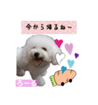 みよん家のわんこ＆にゃんこ 日常会話（個別スタンプ：25）