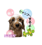 みよん家のわんこ＆にゃんこ 日常会話（個別スタンプ：29）