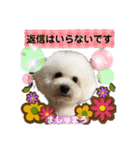 みよん家のわんこ＆にゃんこ 日常会話（個別スタンプ：30）