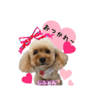 みよん家のわんこ＆にゃんこ 日常会話（個別スタンプ：31）