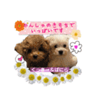 みよん家のわんこ＆にゃんこ 日常会話（個別スタンプ：34）