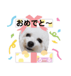 みよん家のわんこ＆にゃんこ 日常会話（個別スタンプ：37）