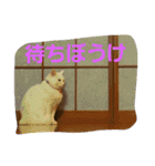 ねこねこエブリディ2（個別スタンプ：1）