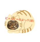 ねこねこエブリディ2（個別スタンプ：5）