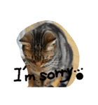 ねこねこエブリディ2（個別スタンプ：7）