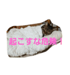 ねこねこエブリディ2（個別スタンプ：8）
