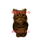 ねこねこエブリディ2（個別スタンプ：10）