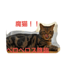 ねこねこエブリディ2（個別スタンプ：13）