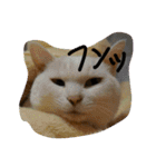 ねこねこエブリディ2（個別スタンプ：15）