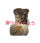ねこねこエブリディ2（個別スタンプ：16）